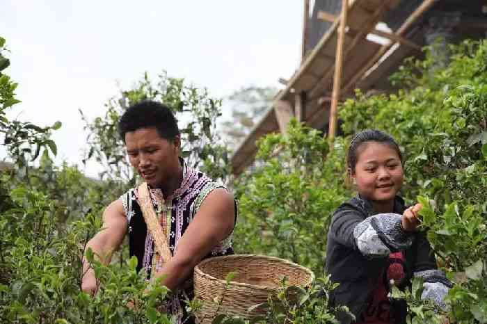 十八寨普洱茶的功效