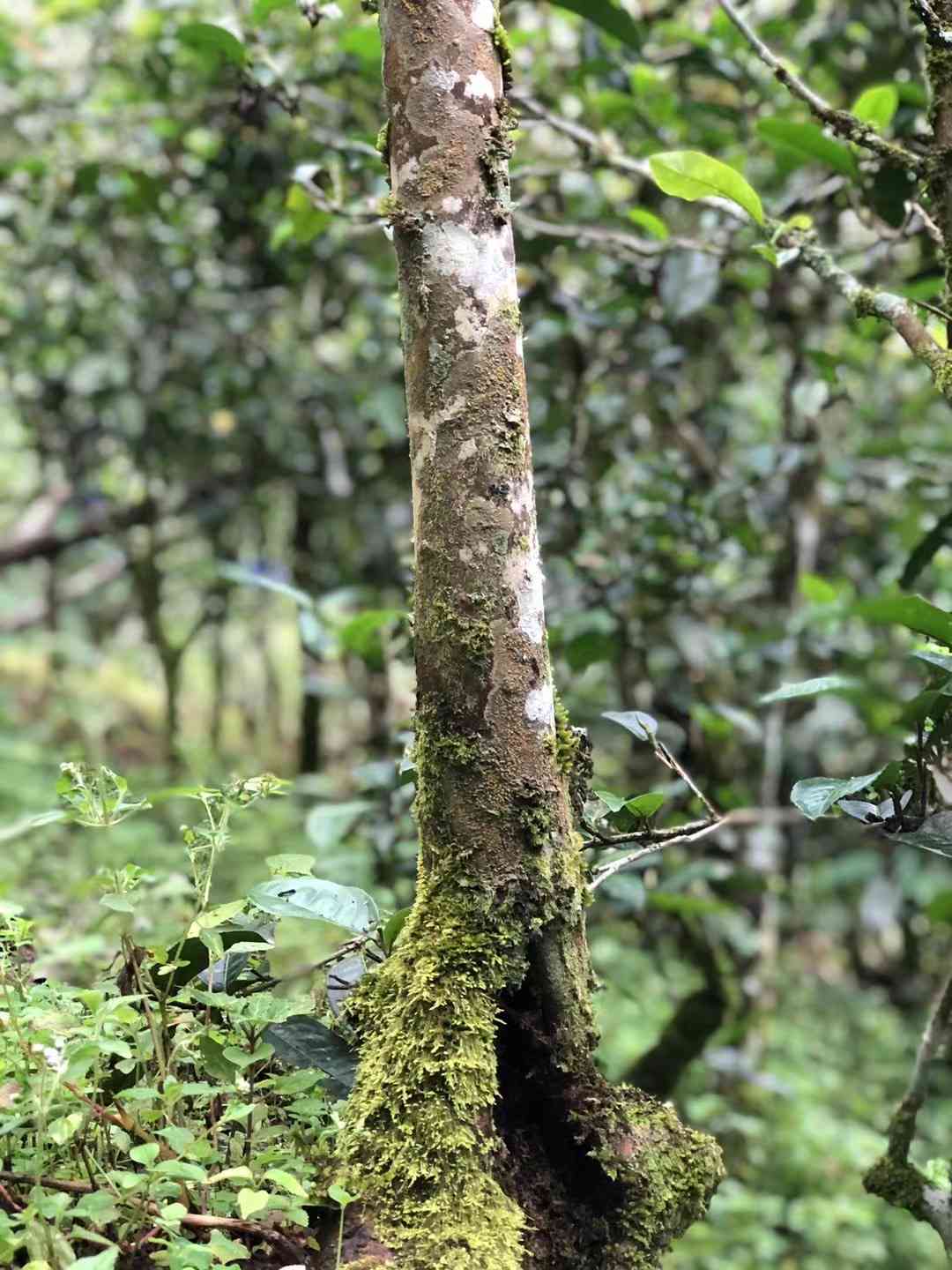 普洱茶核心产区几大山头之一