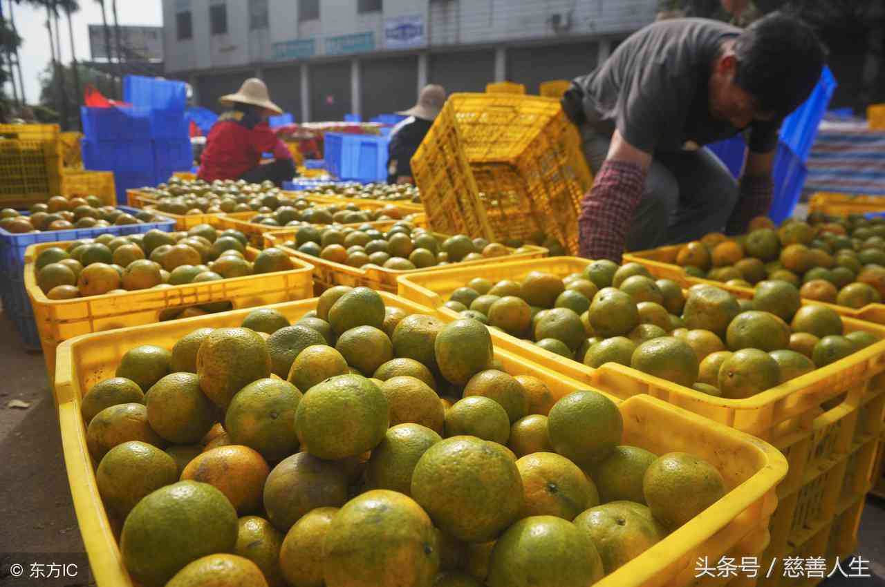 陈普号云南茶业：传承古法的普洱茶