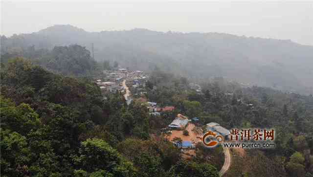 南糯山最出名的普洱茶是哪种茶类：探究当地特色普洱茶叶品种