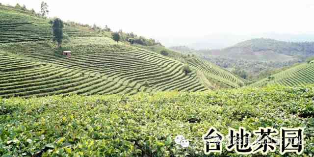 南糯山最出名的普洱茶是哪种茶类：探究当地特色普洱茶叶品种