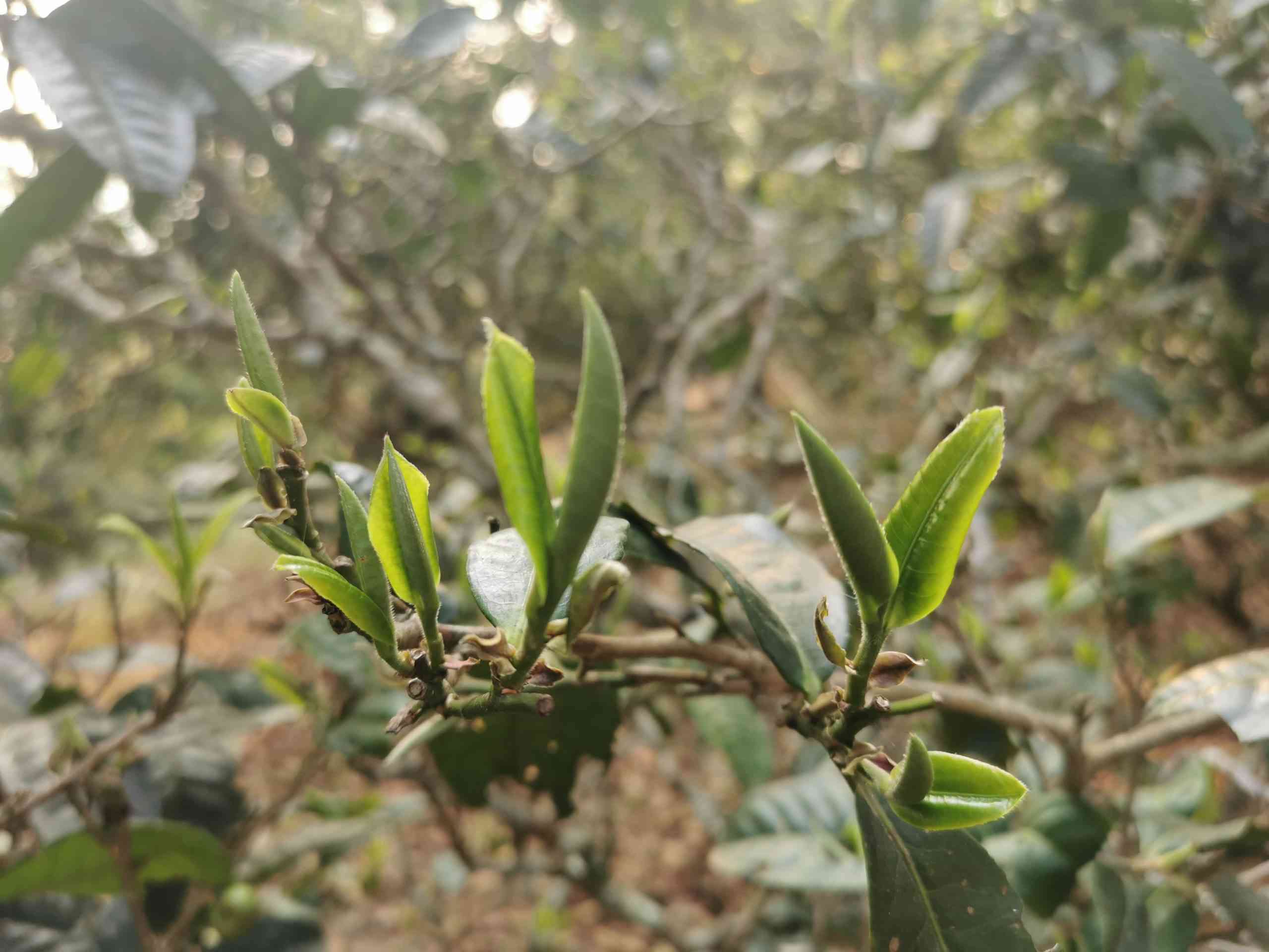 云南八号老寨普洱茶：茶香四溢，古树参天，品尝真正的云南大叶种普洱茶。