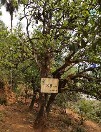 新古树普洱茶高杆茶品，每一口都是岁月的味道，你知道它们的价格吗？