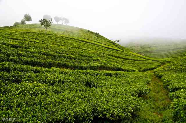 新高杆古树茶产区分布及特点，如何选择优质茶叶？