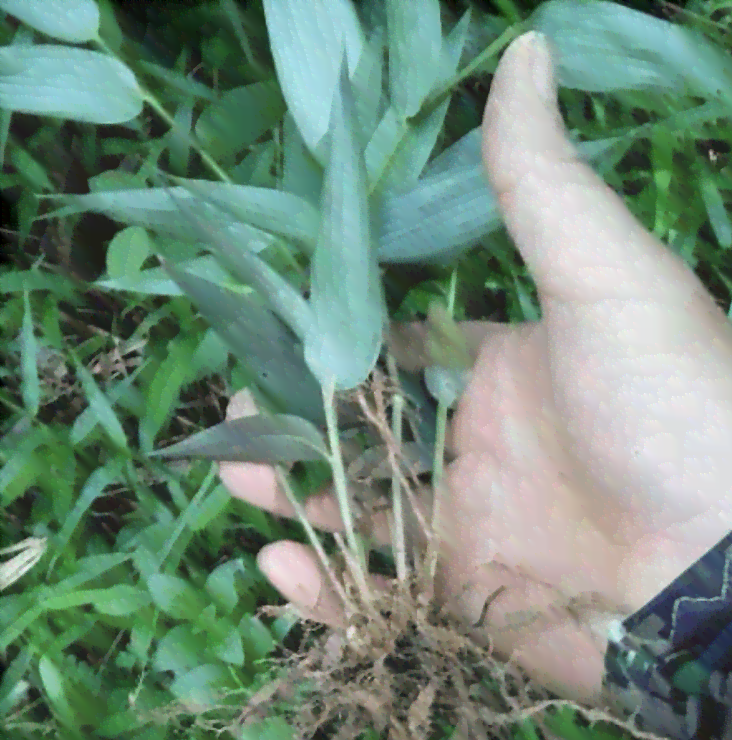 玉竹种植在哪个省份？实心玉竹的主要产地揭秘