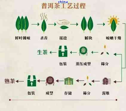 普洱生茶制作方法全解析：工艺流程、配料和步骤详解