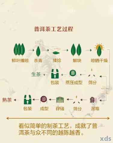 普洱生茶制作方法全解析：工艺流程、配料和步骤详解