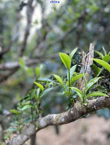 易武弯高杆古树茶：千年老树的醇香之韵