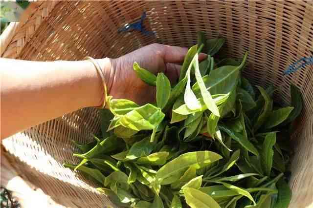 云南普洱茶的采摘时节：一年四皆宜，品味不同风味