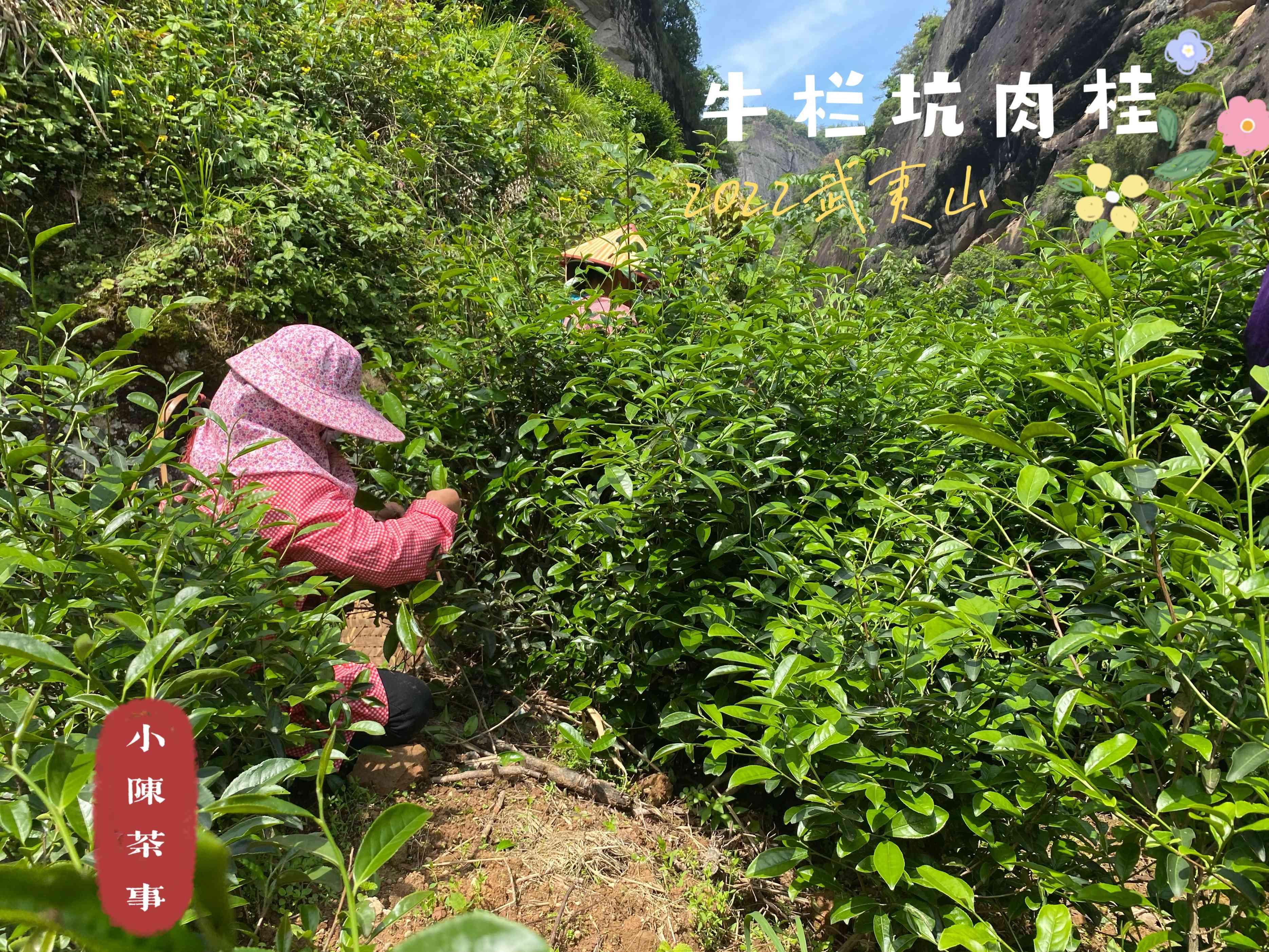 普洱茶采摘时间及品尝节解析