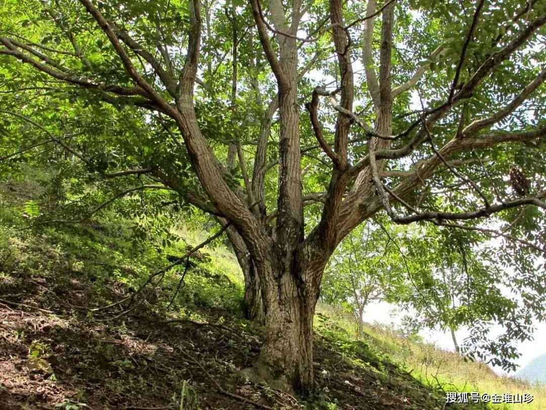 云南普秀茶：源自古树的醇厚滋味，批发优中