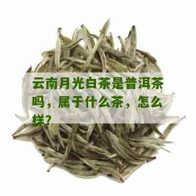 月光白普洱茶：究竟是白茶还是普洱茶？解答你对这两种茶叶的疑惑