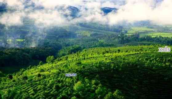 普洱茶名山一览：探寻8大茶叶胜地，品味不同口感与风味