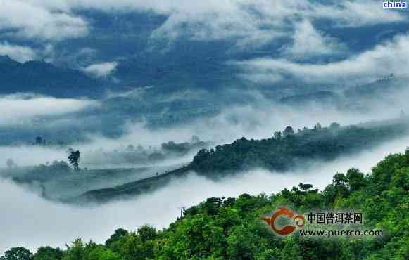 普洱茶名山一览：探寻8大茶叶胜地，品味不同口感与风味