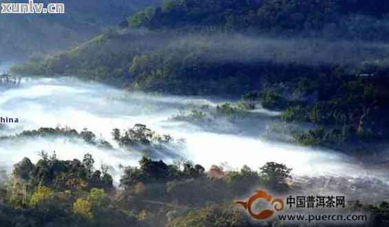 普洱茶七大名山：详细指南与排名，了解每座山的特点与品质