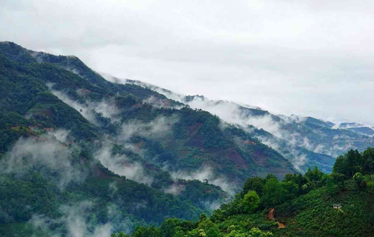 普洱茶新八大茶山：云南六大名山与新兴代表，哪座山最值得一游？