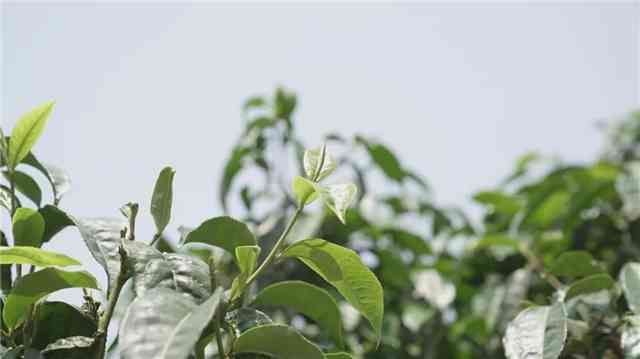 古六大茶山普洱茶：品味独特风味与深厚文化底蕴