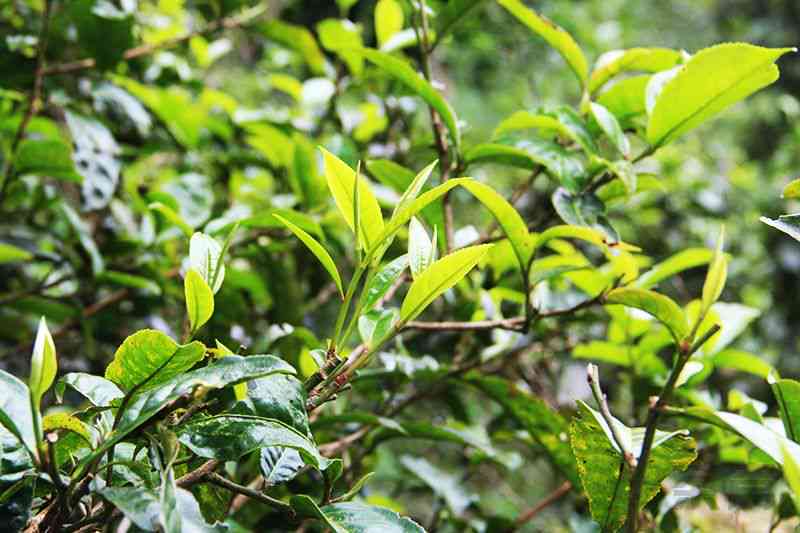 南糯山普洱茶生茶价格保质期