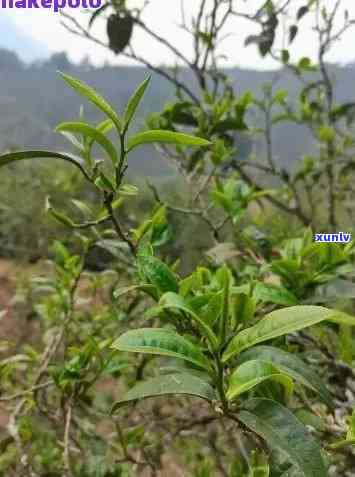 荒山野茶普洱生茶250g:品种、产地、口感、功效及冲泡方法的全面解析