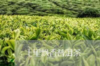 十里香茶最新价格解析：品味普洱茶叶的非凡魅力，探索十里香茶的价值所在