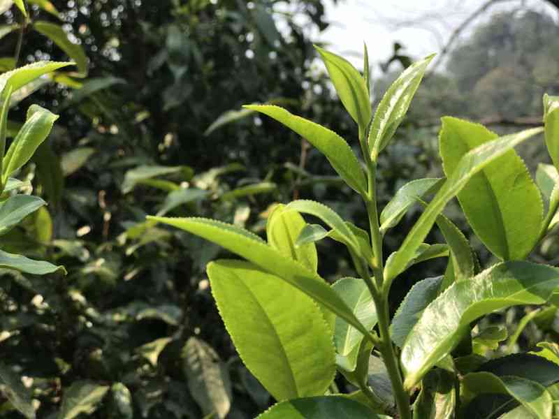 郎河茶厂普洱茶熟茶