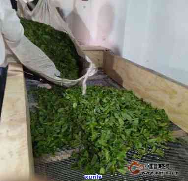 制茶过程中的萎凋环节：原理、作用与技术要点全面解析