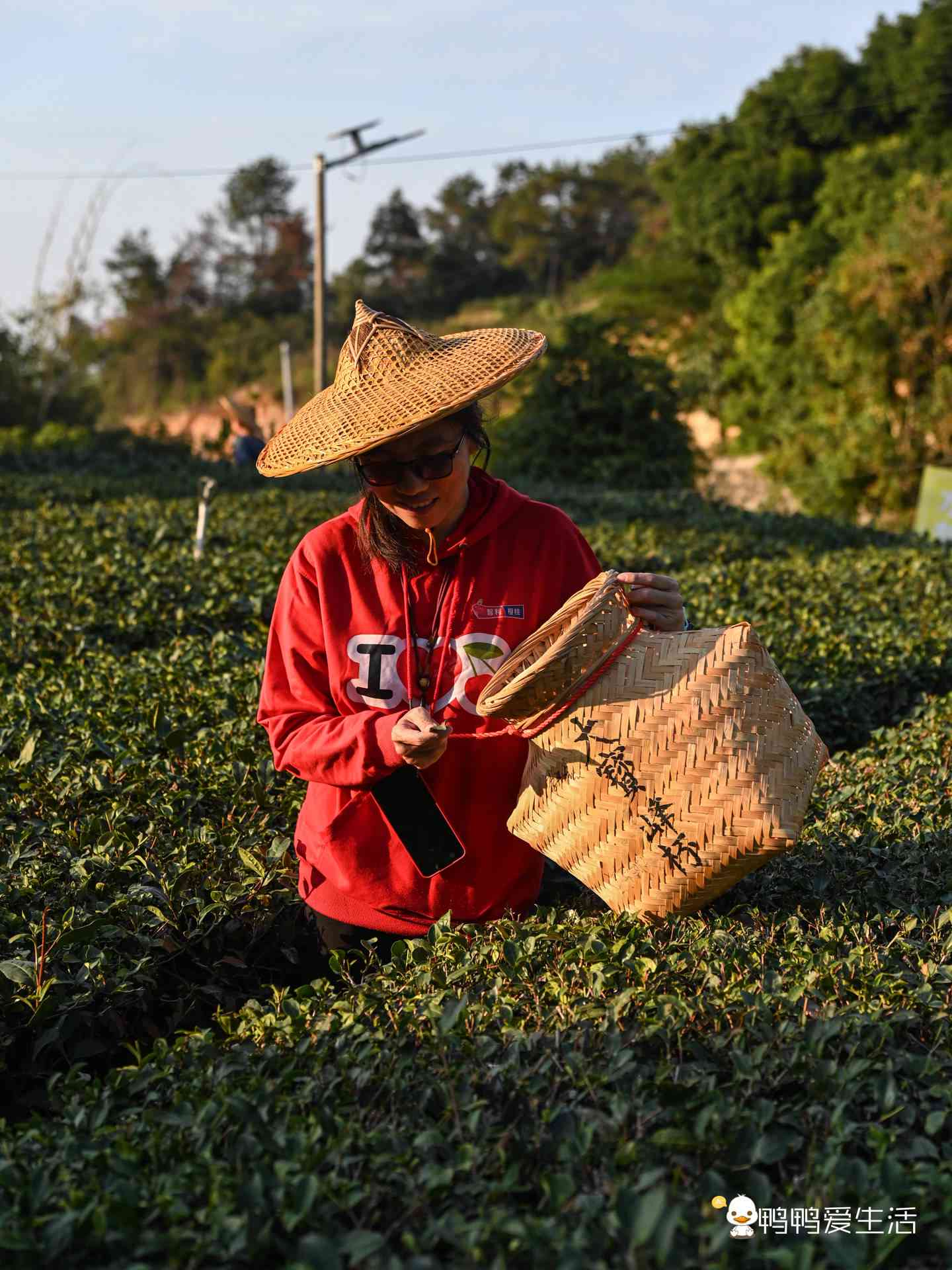 安溪探寻茶叶之旅：品味普洱茶的魅力与风味