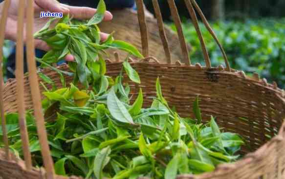 安溪探寻茶叶之旅：品味普洱茶的魅力与风味