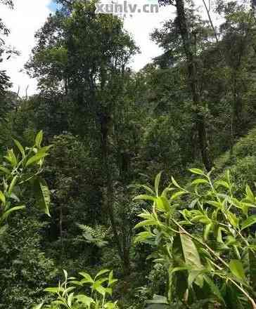 巅峰品质，普洱茶原产地更高峰独特风味揭秘