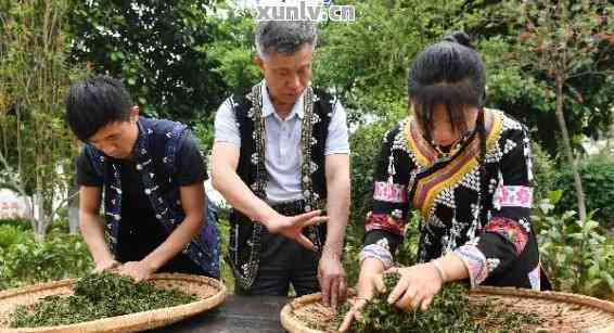 普洱茶制作技艺非遗文化介绍语：传承人与独特工艺