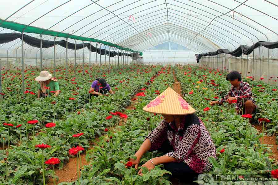 靖西市哪里-靖西市哪里有种植百香果