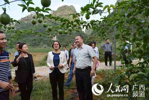 靖西市哪里-靖西市哪里有种植百香果