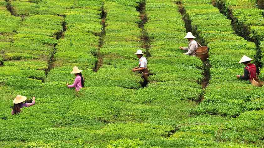 迪拜独特的普洱茶品尝体验：探索城市中隐藏的普洱茶圣地