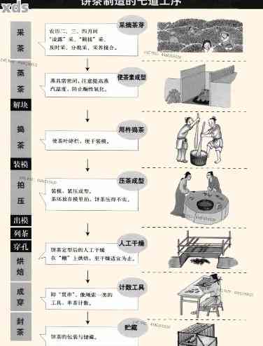 普洱茶饼制作过程：完整工艺流程详解