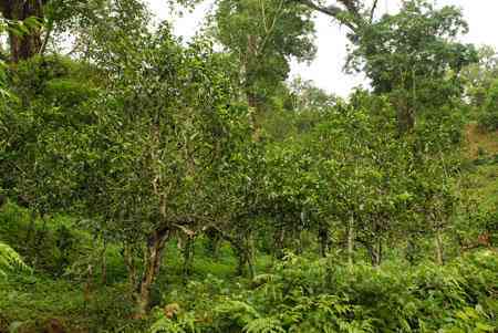 曼诺山野韵味普洱茶