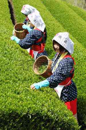 2017年昆明产熟普洱茶价格一览表，包括各种款式和等级的详细介绍与评价