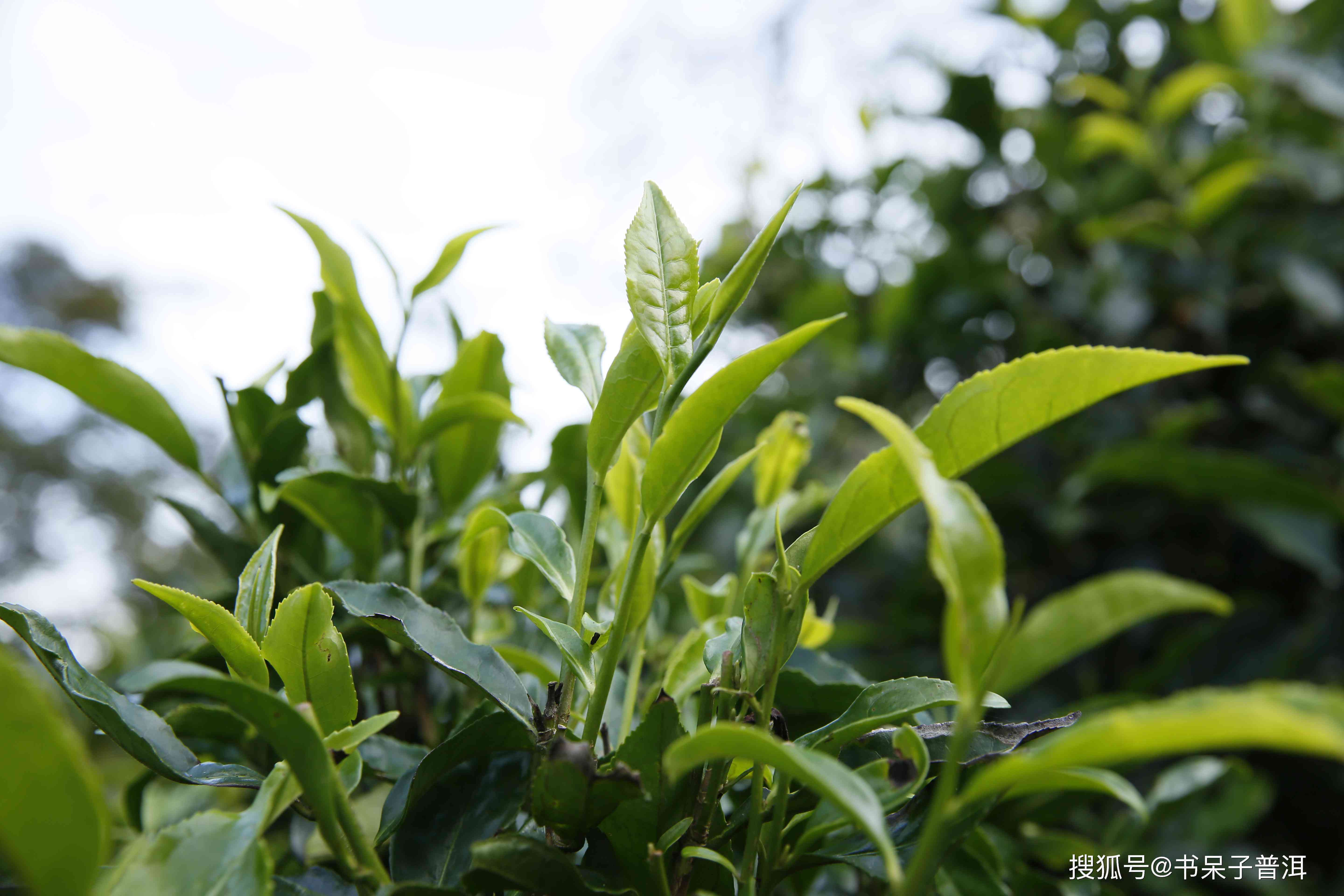 易武古树茶：2018年国有林普洱生茶的独特魅力与价格解析