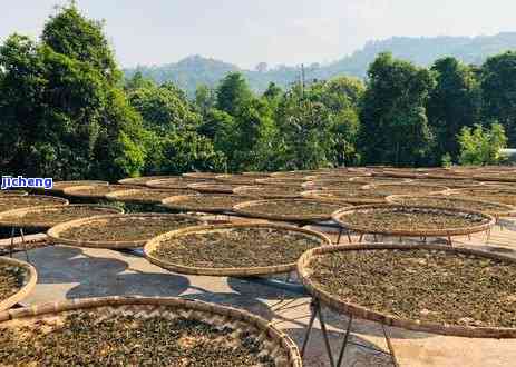 普洱茶的保存与晒太阳：为什么晒会导致茶叶品质下降？