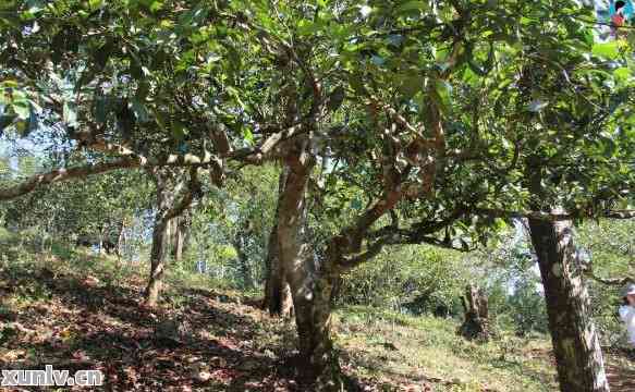 古树普洱茶与陈年普洱茶：一场味觉的辨析