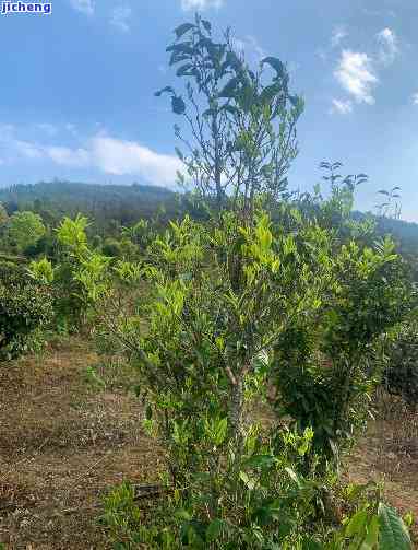 古树普洱茶：小荒田的魅力与特点解析，感受独特的口感与价格