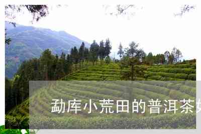 古树普洱茶：小荒田的魅力与特点解析，感受独特的口感与价格