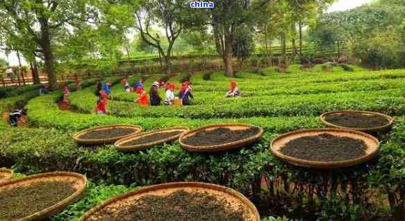 古树普洱茶：小荒田的魅力与特点解析，感受独特的口感与价格