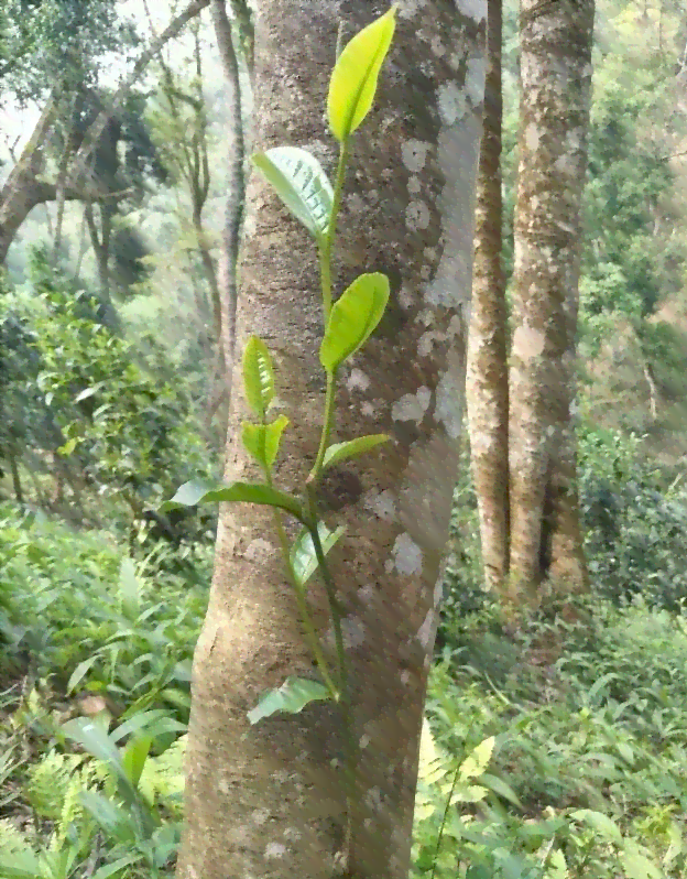 古树普洱茶高杆：一款独特魅力的茶叶体验