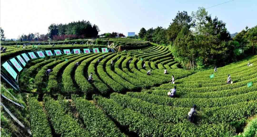 州茶叶产区：普洱茶的故乡与高品质茶叶的生产基地