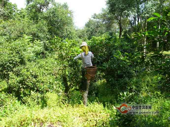 2019年南糯山古树普洱生茶的市场价格分析与批发交易指南