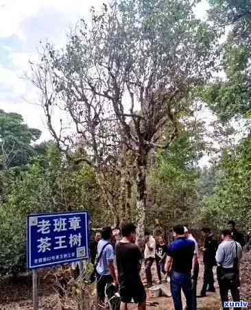 帝王树老班章普洱茶：茶王之王的价格与品味之旅