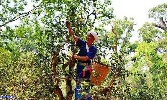 从种植到品味：全面了解老树普洱茶的魅力与珍藏之道