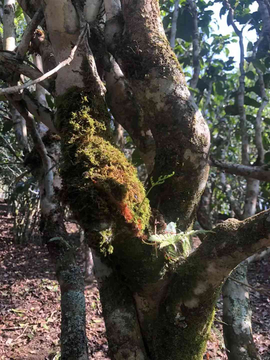 故宫普洱茶144年：，饼拍卖及价格表