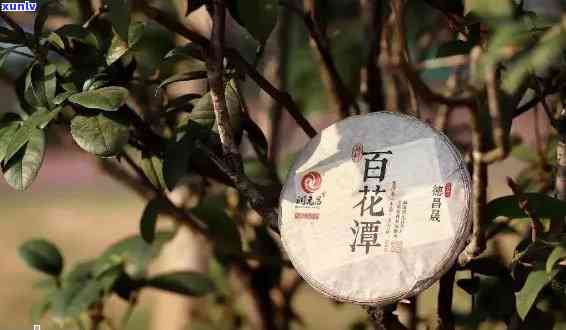 云南百花潭普洱茶：品种特点、制作工艺与品饮方法全方位解析