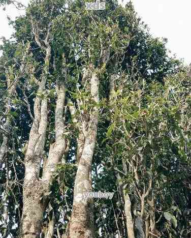 老挝古树茶与普洱茶：它们的区别、特点以及饮用效果全面解析